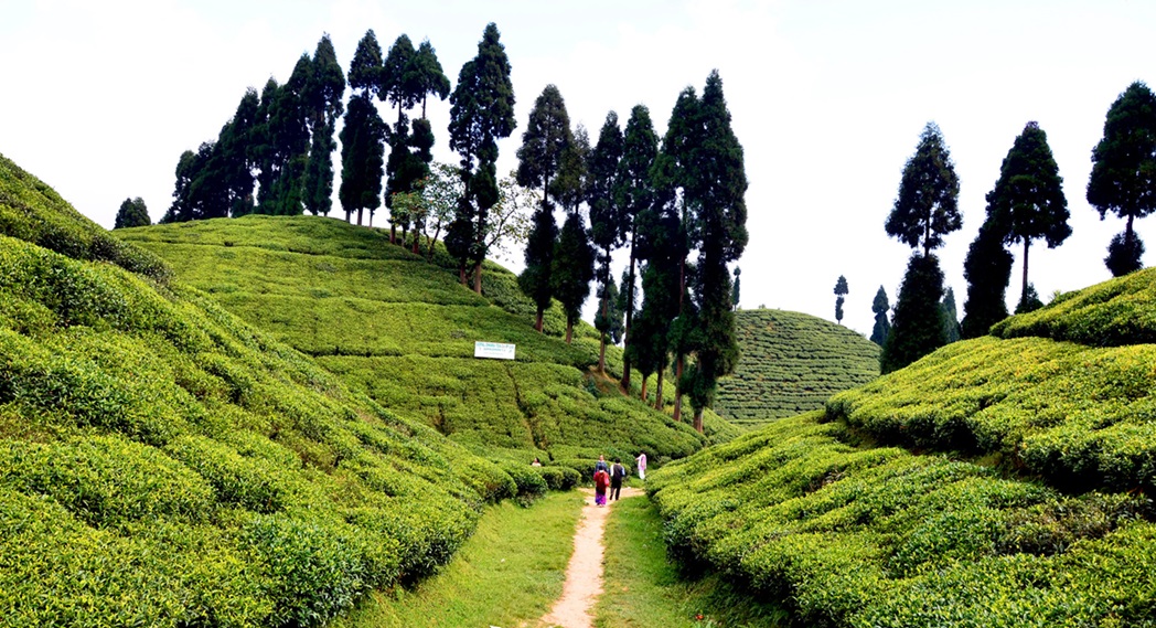 Tea Gardens of Darjeeling
